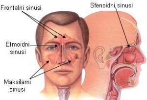 sinusi